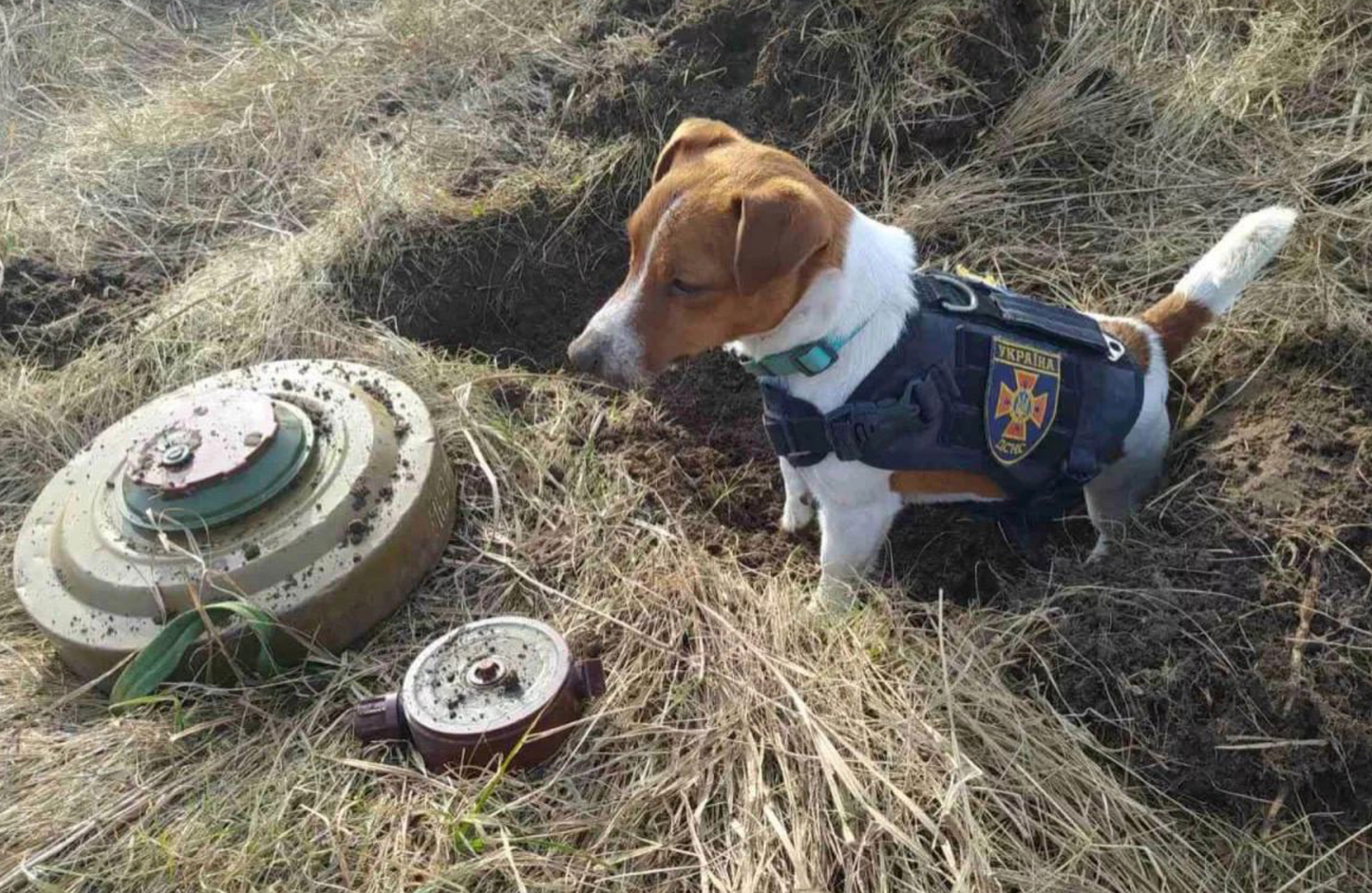 Photograph of the actual Patron dog standing next to two mines